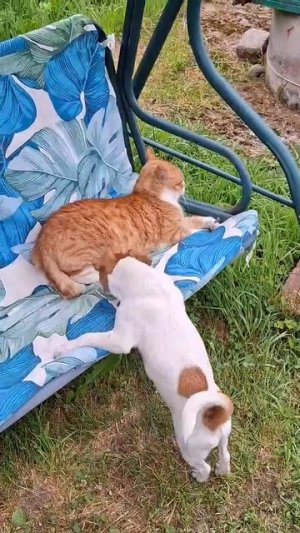 Утренние качели для кота. Щенок не упустил момент.🐶🐱