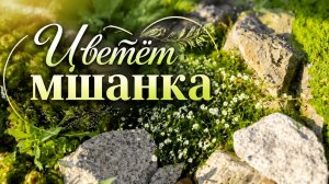 Цветёт мшанка