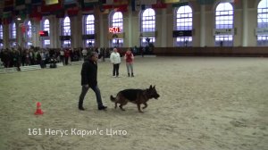 161 Негус Карил'с Цито -++