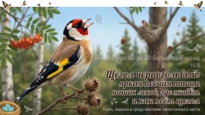 Щегол черноголовый, яркая певчая птица наших лесов, где живет и как поёт щегол