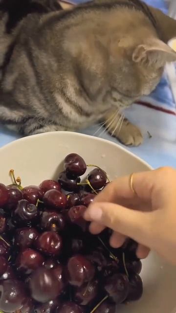 Помощник смотреть онлайн