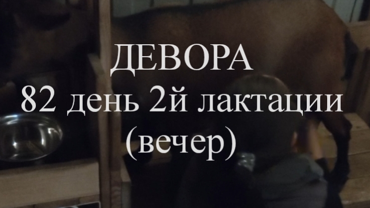 ДЕВОРА кн50 82 день 2й лактации (вечер)