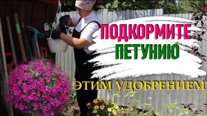 Три секрета выращивания петунии