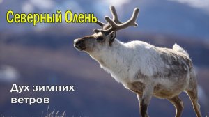 🦌Тень, бегущая по снегу ❄️ | Дух зимних ветров
