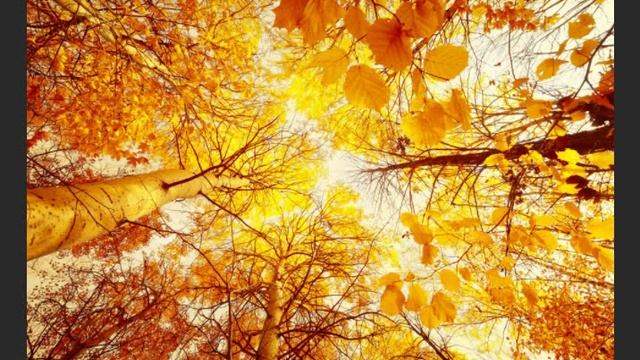 Осеннее солнце..., Стихи Оксана Наумова, муз. и исп. Самуил Фрумович