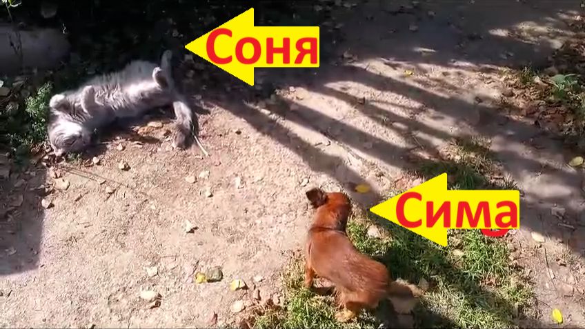 Полуденный сон