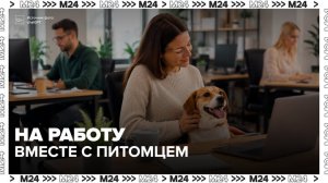 Москвичи могут брать питомцев на работу по согласованию с руководством - Москва 24