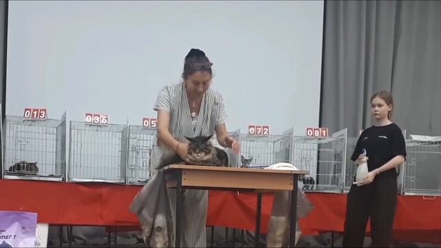 судья О. Груздь Выставка кошек