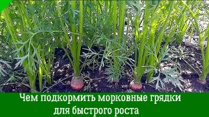 Чем подкормить морковные грядки, — для быстрого роста, чтобы получить сладкие, сочные и крупные корн