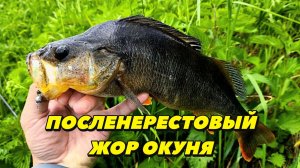 ПОПАЛ НА РАЗДАЧУ. РЫБА НА КАЖДОМ ЗАБРОСЕ. РЫБАЛКА НА МИКРОДЖИГ. КАНАЛ ИМЕНИ МОСКВЫ. ЛЕТНИЙ СПИННИНГ
