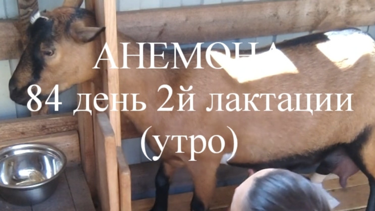 АНЕМОНА кн50 84 день 2й лактации (утро)