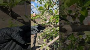 Обрезка яблонь и груш во время цветения