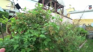 Тля. Как бороться?