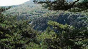 Уссурийская тайга