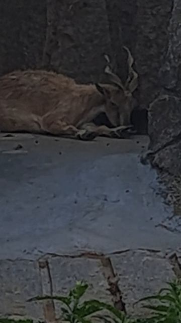 Московский зоопарк Часть 45 смотреть онлайн