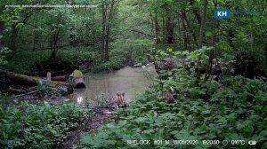 Шесть кабанят устроили трогательное шествие за мамой в калужском заповеднике