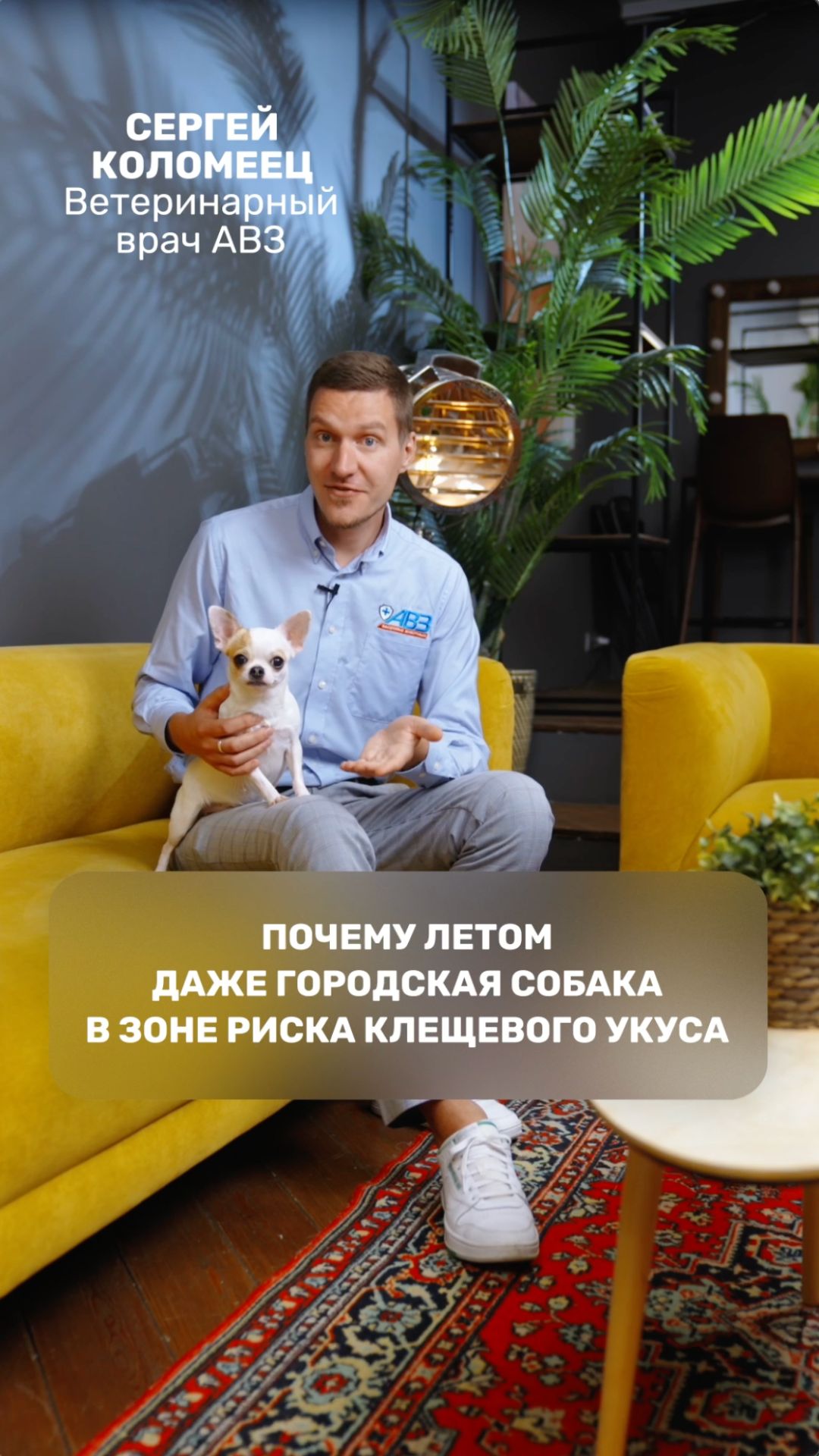 Почему летом даже городская собака в зоне риска клещевого укуса