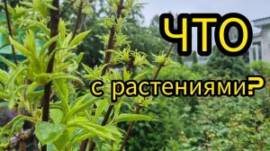 Погибают растения в саду? Листья скукожились, замохрились. Кто знает причину?