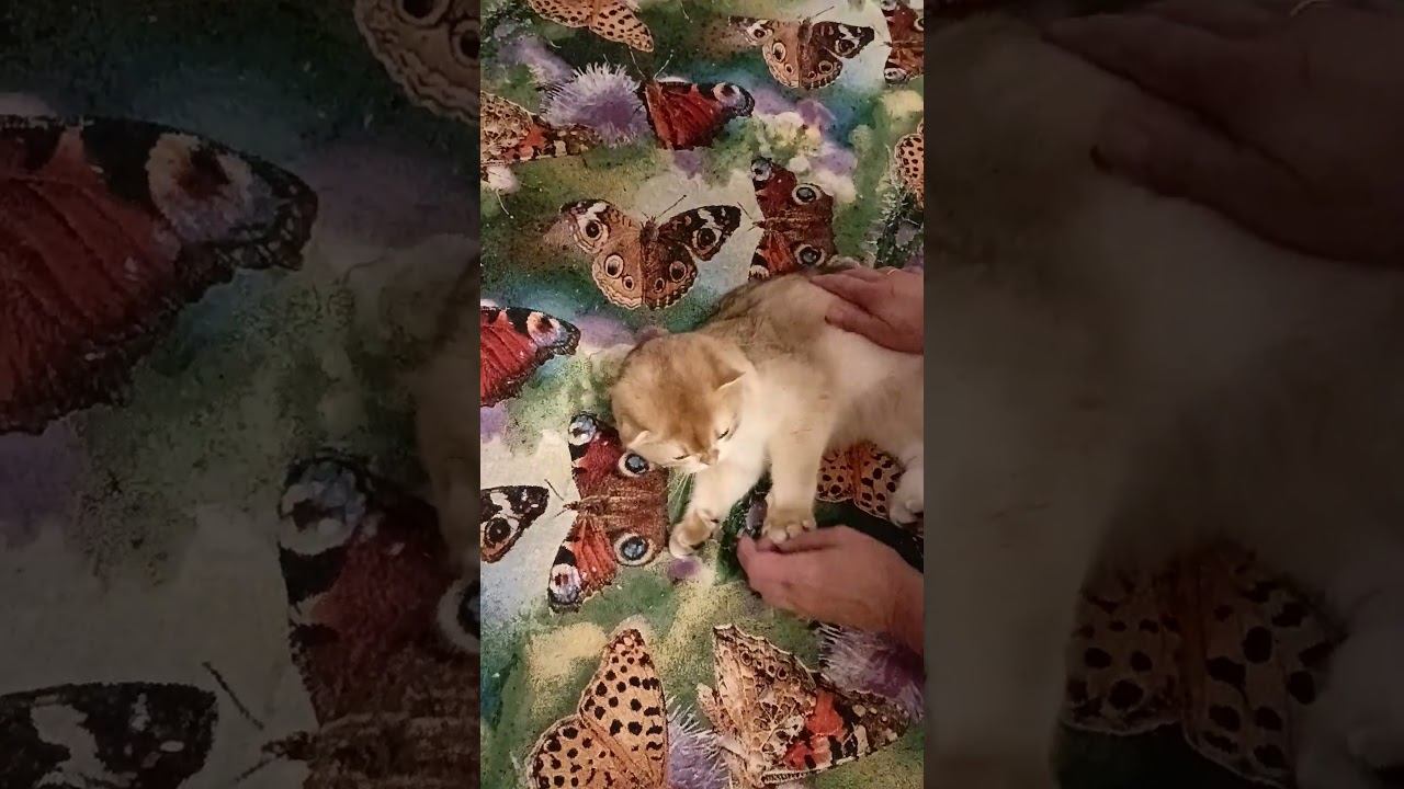 Шотландский ласковый тискательный котик для вас