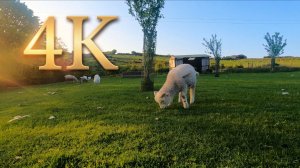 4K Отдых на ферме - Релакс видео