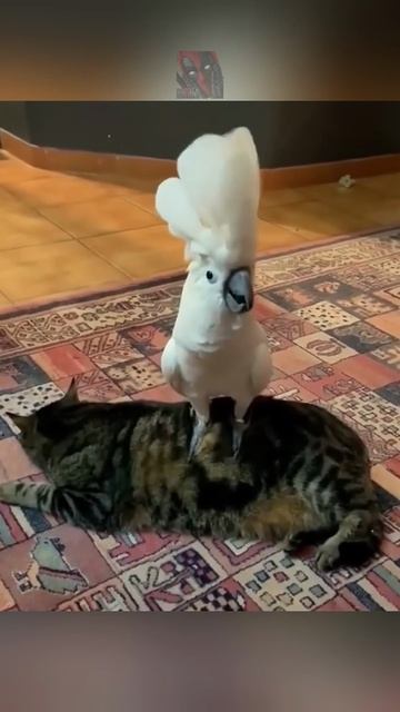 Смешные и милые ПопуГаи 🦜🫶😎