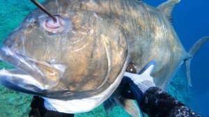 Подводная охота / Гигантский каранкс был ОГРОМНЫЙ...