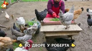 Содержание кур в домашних условиях и других птиц во дворе у Роберта 🐣🐤🦆🐔🪿🦃 (526)