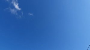 17.06.26 г. Андижанская порода голубей (2)