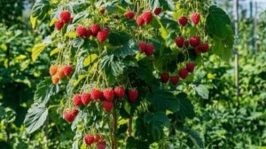 Как посадить малиновое дерево правильно?