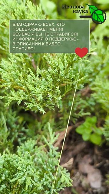 🚨 Чем лечить сад в июне? 🍐 Спасаем урожай от самой опасной болезни! 🛑 Остановите это сейчас.