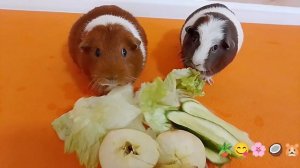 Какая вкусняшка самая вкусная? 🦋🥥🪴
Морские свинки выяснят :) 🐹🌴🦩