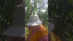 1000052894.mp4 Собираю черешню.Показываю свою коллекцию гжели.
