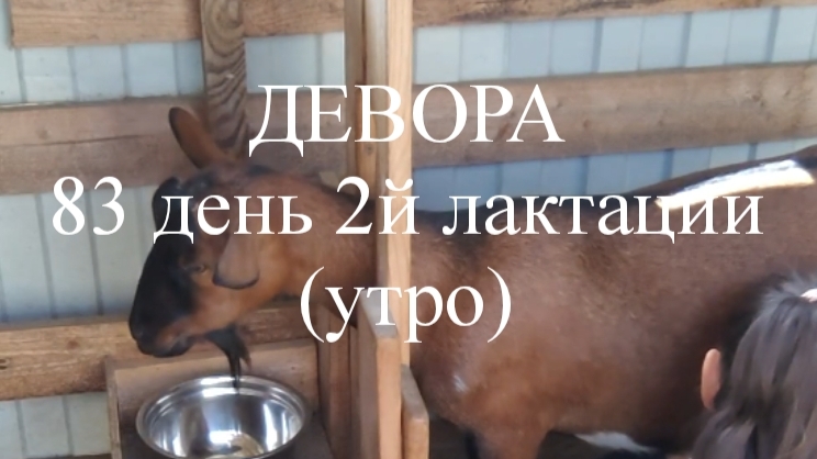 ДЕВОРА кн50 83 день 2й лактации (утро)