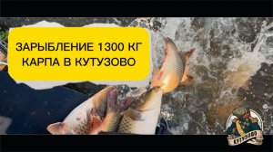 Зарыбление 1300 кг карпа в Кутузово 16 июня