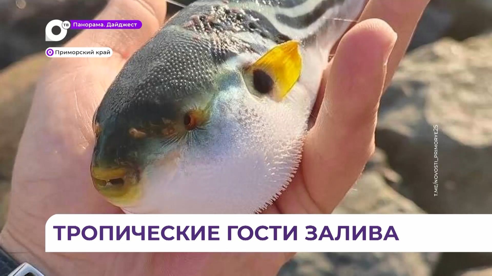 Купайтесь, угрозы нет: масштабные экологические изменения идут в акватории Владивостока смотреть онлайн