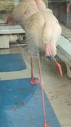 Тихий час у фламинго
