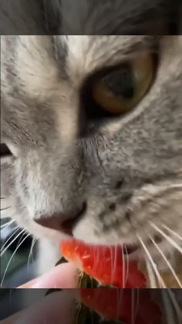 Клубничку любят все