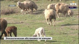 В Калмыкии зарегистрирован первый в этом году летальный случай после заражения КГЛ