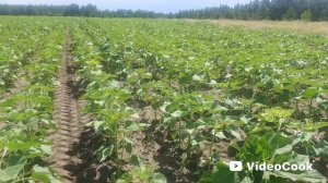 Подкормка подсолнуха 🌻 бором опрыскивание.