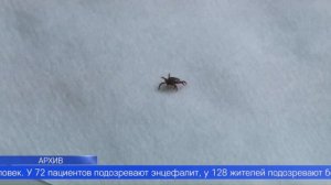 Клещевой сезон на Среднем Урале сбавляет обороты