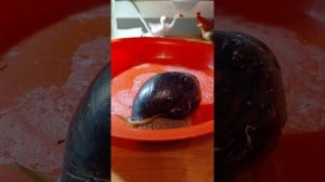 Рассказываю о улитках ахатинах