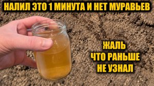 Муравьи боятся только это, уйдут сразу навсегда! Быстрый способ как избавиться от муравьев и тли