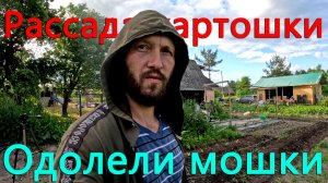 В три раза дешевле, но в 200км. Картошку сажать не планировали, но она выросла сама.