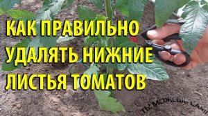 Как правильно удалять НИЖНИЕ листья у Томатов. ДЛЯ ЧЕГО МЫ ЭТО ДЕЛАЕМ?