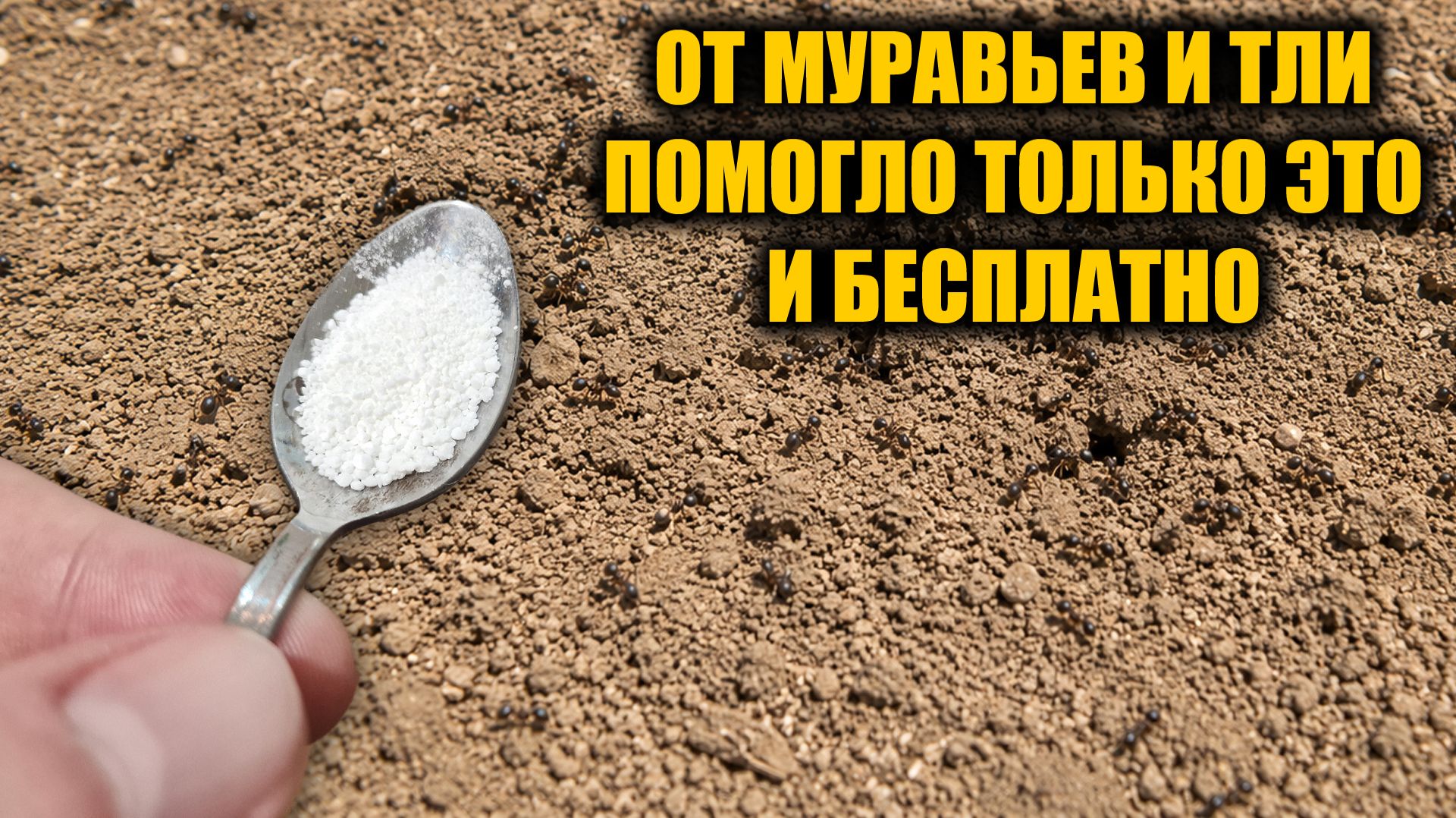 От муравьев и тли помогло только это! Лучшее средство от муравьев и тли без химии смотреть онлайн