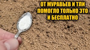 От муравьев и тли помогло только это! Лучшее средство от муравьев и тли без химии