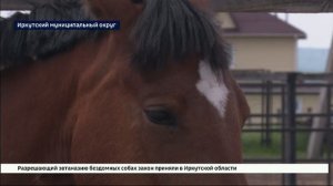 Байкальский фестиваль конного спорта для людей с особенностями здоровья стартовал в Иркутском