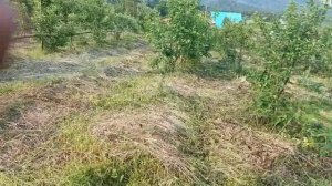 Выводы по выращиванию черешни в Сибири