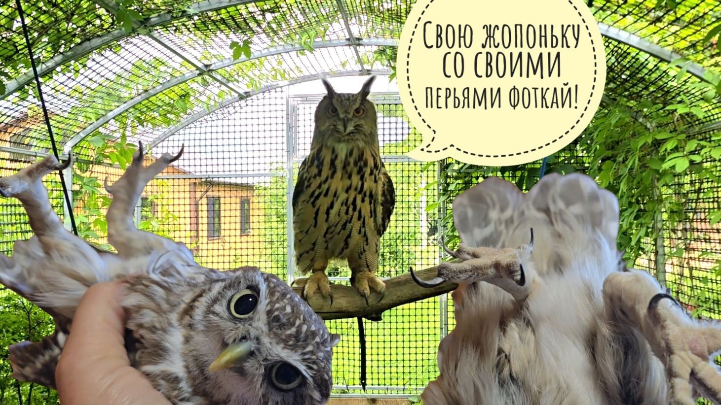 Сова Ёль растеряла весь хвост и сидит недовольная. Сыч Лучик себе новый хвост и лимон вырастил смотреть онлайн