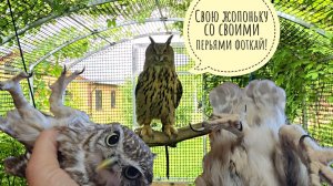 Сова Ёль растеряла весь хвост и сидит недовольная. Сыч Лучик себе новый хвост и лимон вырастил